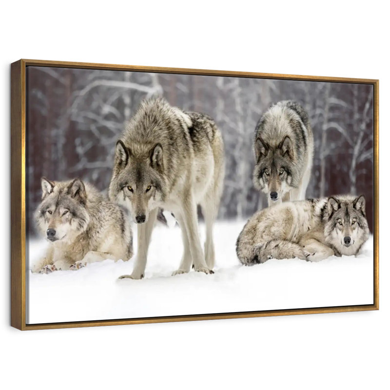 Loup, 25 po x 17 po, Cadre flottant doré