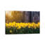 Lueur jonquille-35539630-72453774-72395724