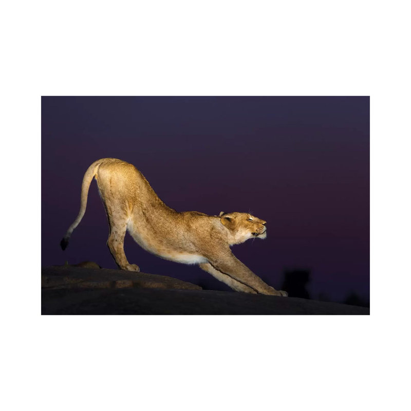 African Lion Female Stretching At Night, Londolozi, Sabi-Sands Game Reserve, South Africa by Sergey Gorshkov - Wrapped Canvas Print