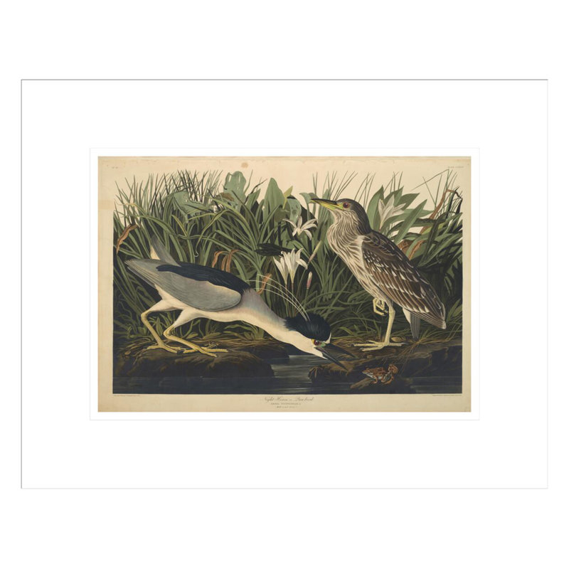 «Night Heron» ou «Qua Bird from The Birds of America» par John James Audubon, impression giclée encadrée, 13.29" H x 16.75" W