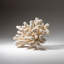Genuine White Cat's Paw Coral (5 Lbs)