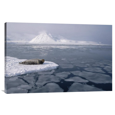 " Bearded Seal On Ice Floe, Norway "