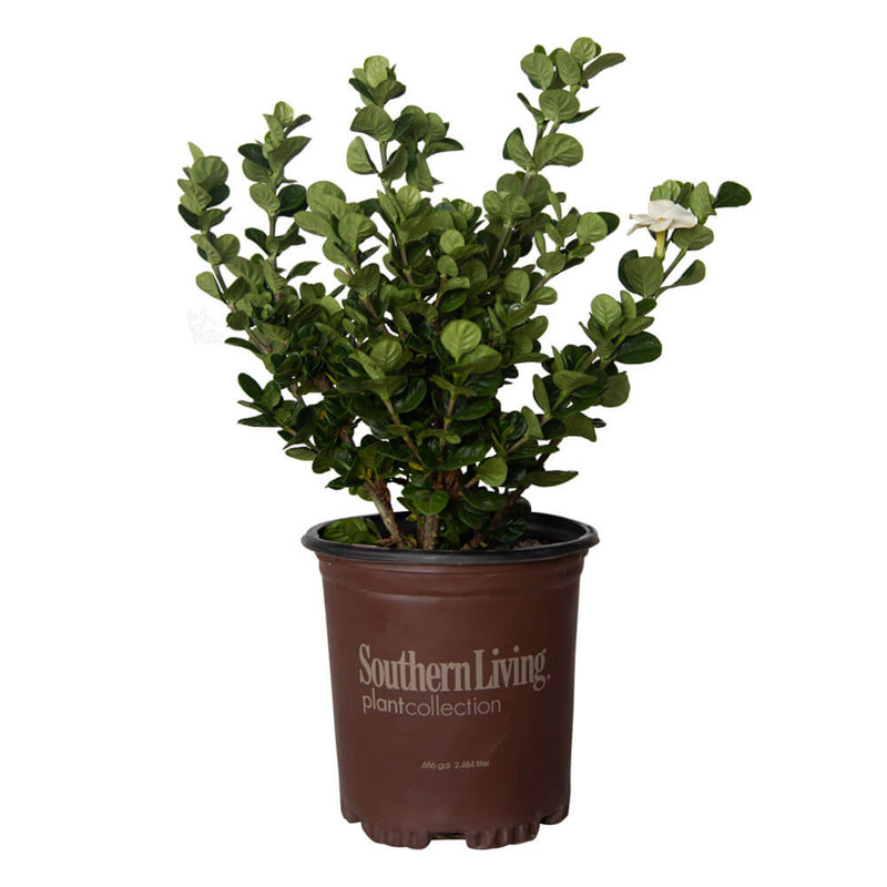 2.5 Quart Upright Evergreen Gardenia with Fragrant White Blooms