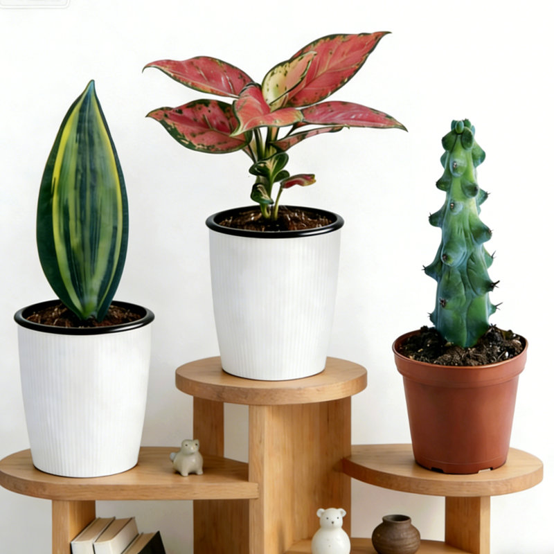3-Piece Live Plants Set 