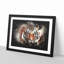 Tiger - Framed Print-56863951-56863955