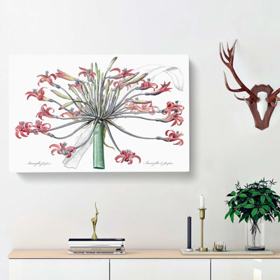 Amaryllis Josephine Flowers - Wrapped Canvas