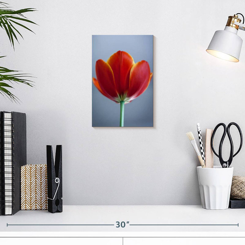 Tulipe rouge Harnek, H 12 po x l 8 po
