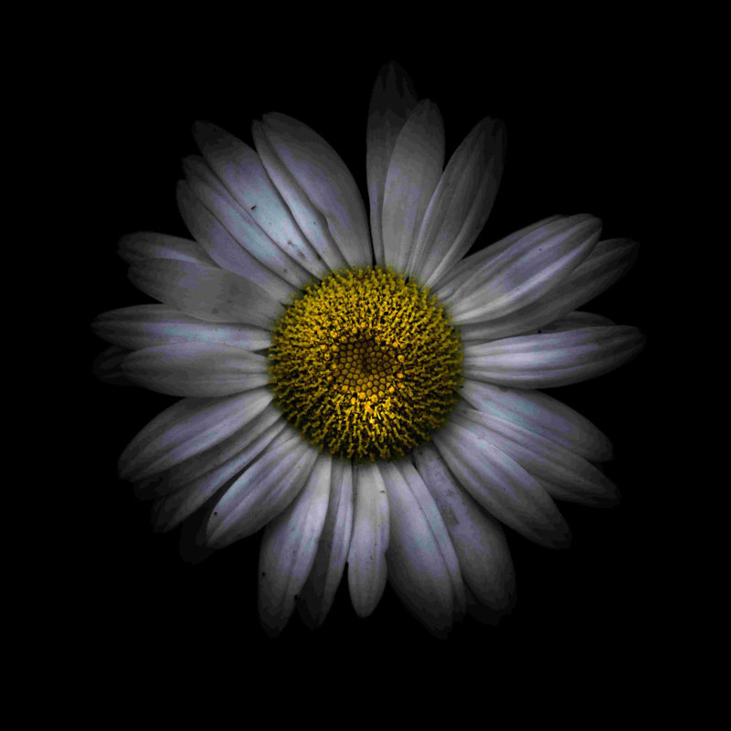 «White Daisy Ii», reproduction sur toile tendue, H 12 po x l 12 po