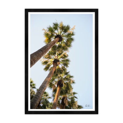 National Garden Palms II Framed Photographic Print