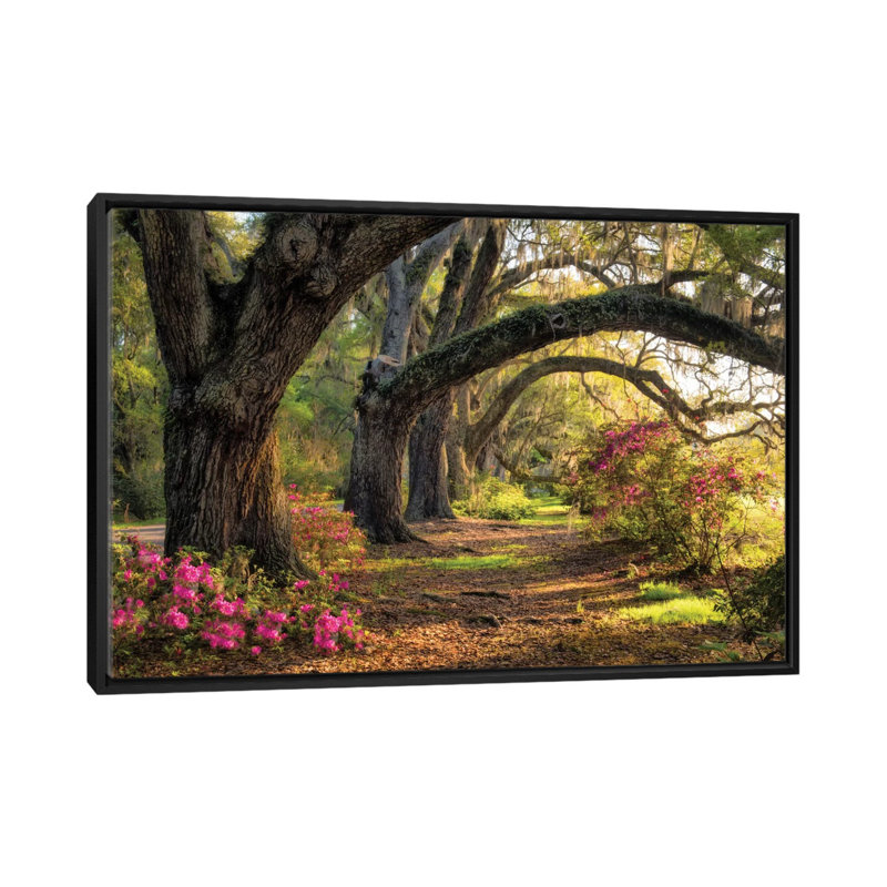«Under the Live Oaks I» par Danny Head - reproduction de photo sur toile, H 40 po x l 60 po x P 1,5 po, Pas de tapis