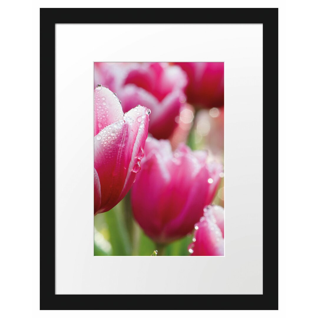 Gerahmtes Poster Tulpen mit Morgentau