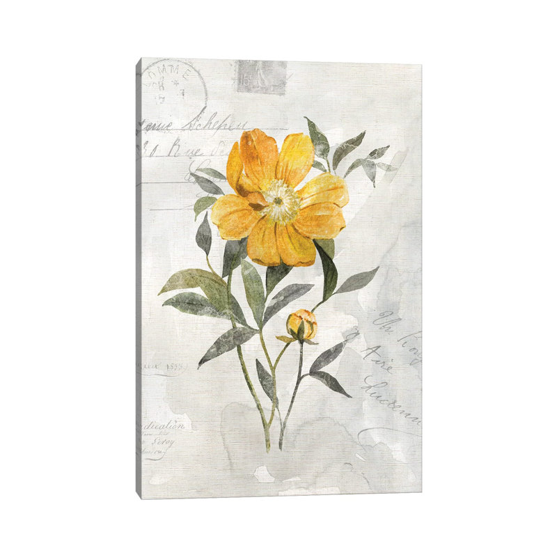 Canary Linen Peony by Carol Robinson - Print on Canvas, Wrapped Canvas, 30.48 cm H x 45.72 cm W