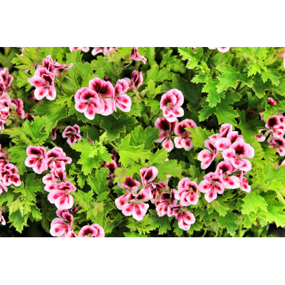 Pelargmon dans le jardin - Photographie sur toile tendue