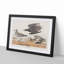 Golden Plover Birds by John Audubon - Framed Print-55620947-55620948