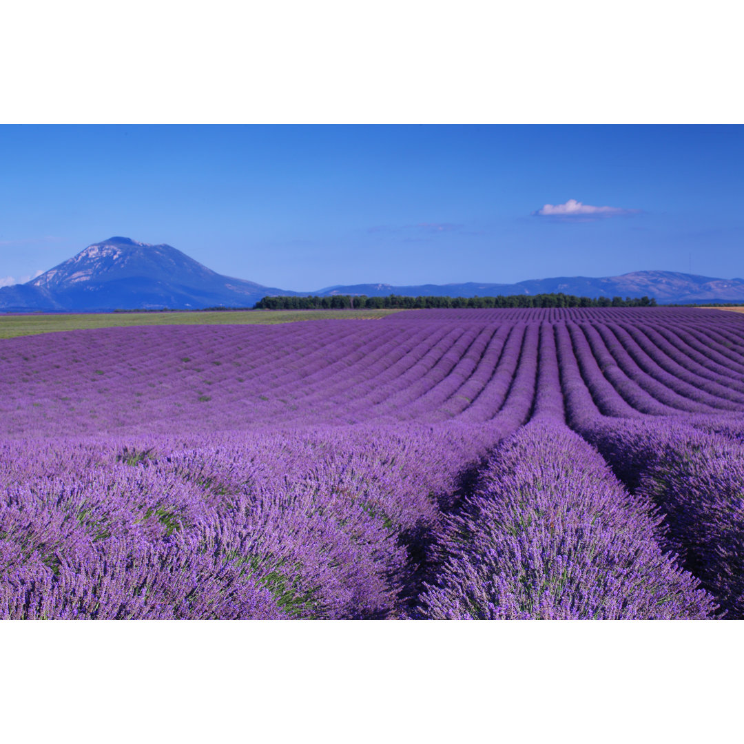 Lavendel und Berg von Jatrados - Druck