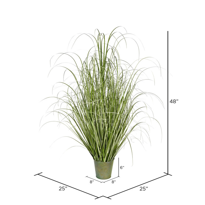 Herbe en pot