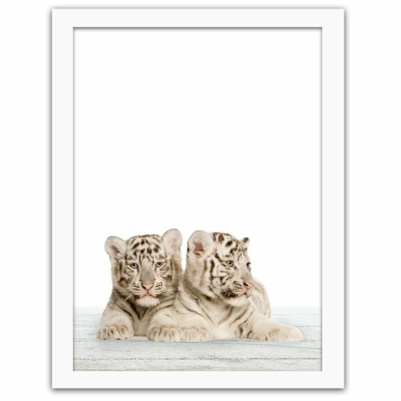 Gerahmter Fotodruck Two Little White Tigers