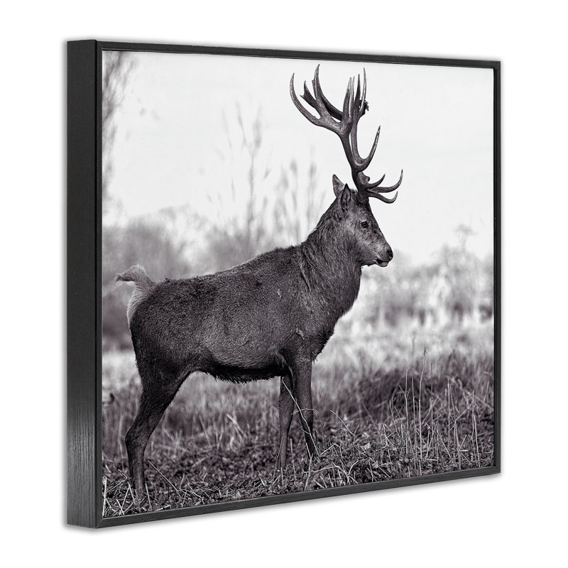 «Elk in Peaceful Forest», art de la giclée encadrée par Jasper Huish, Giclée encadrée noir minuit, H 11 po x l 14 po