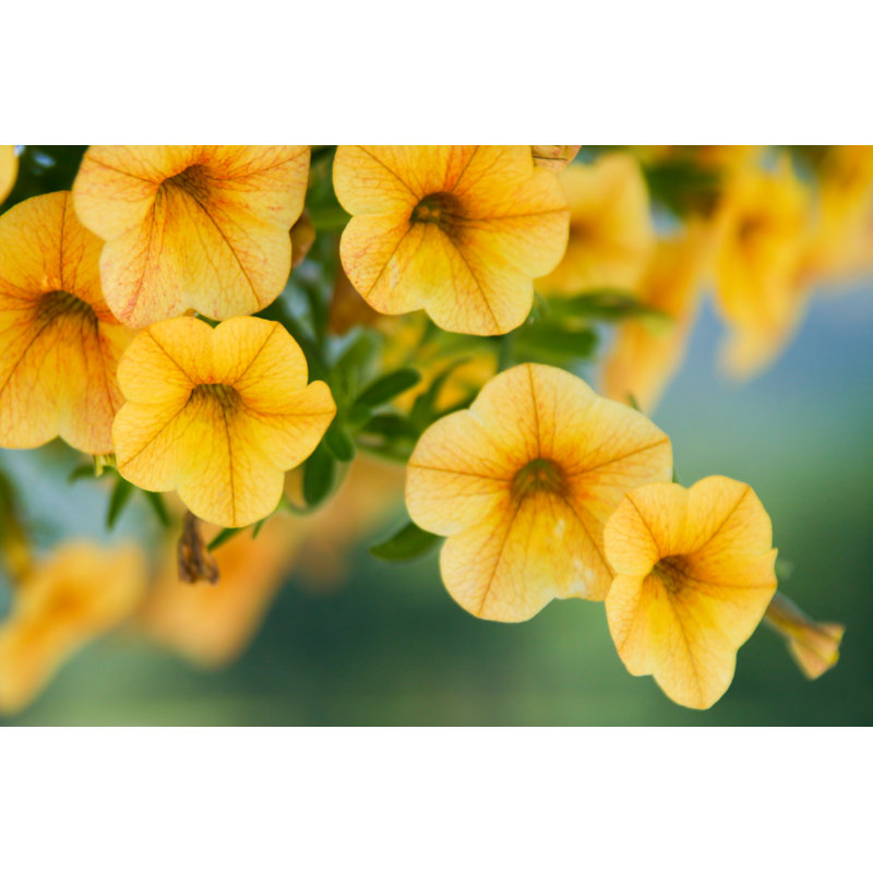 Yellow Petunia by Ivannna - Wrapped Canvas Print, 61cm H x 91cm W x 3.8cm D