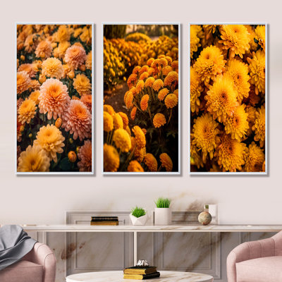 Champ de chrysanthèmes jaunes au lever du soleil