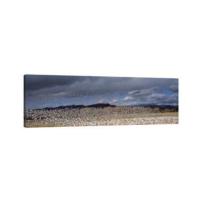 Flock Of Snow Geese Flying, Bosque Del Apache National Wildlife Reserve, Socorro County, New Mexico, USA #4 - Wrapped Canvas Panoramic Print