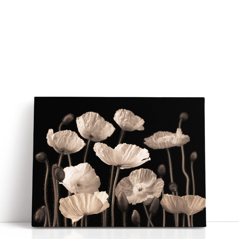 Coquelicots et bourgeons noir et blanc - reproduction d'art sur toile, H 45 po x l 60 po