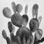 Grayscale Paddle Cactus Plant - Gray, reproduction encadrée