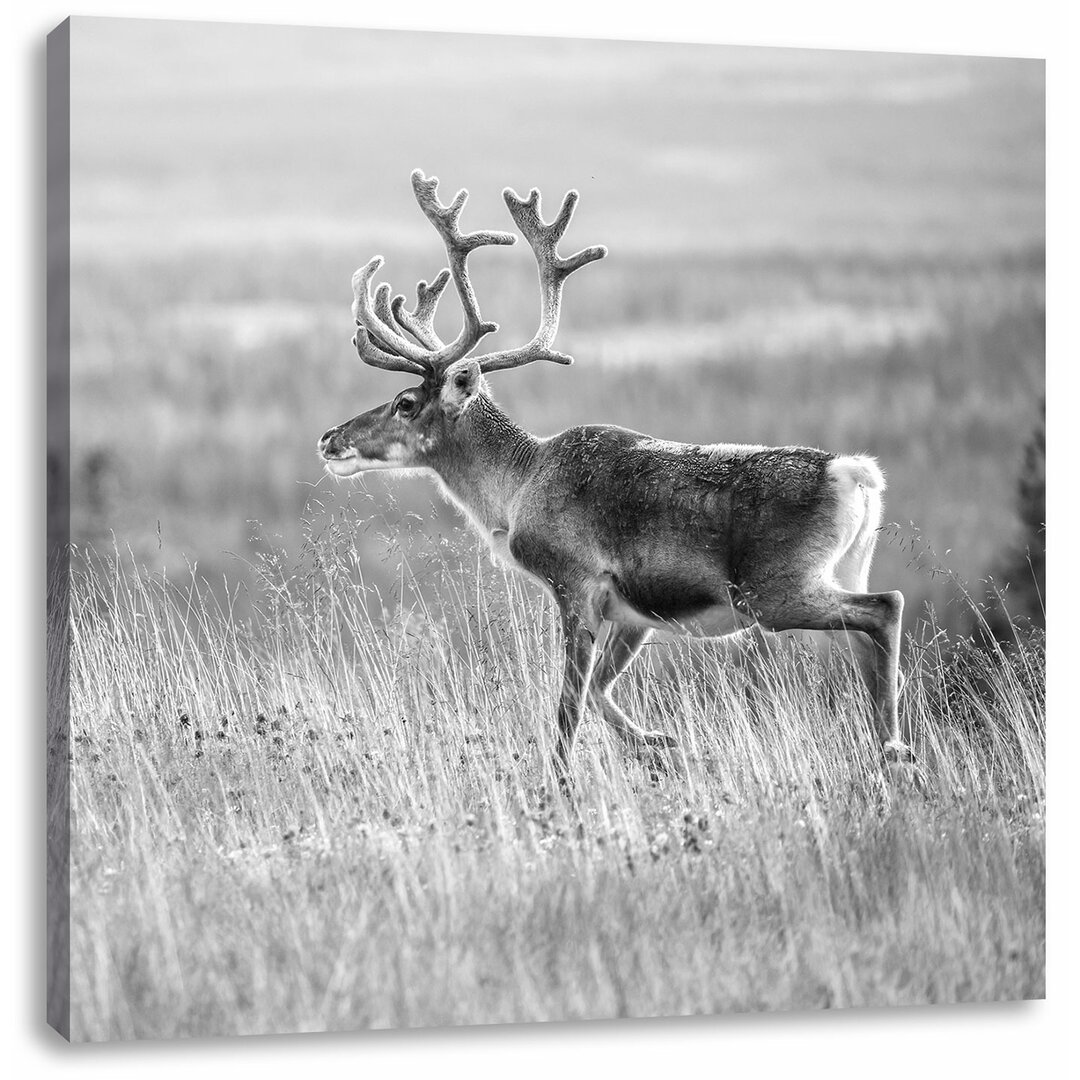 Fotodruck Reindeer in Norway