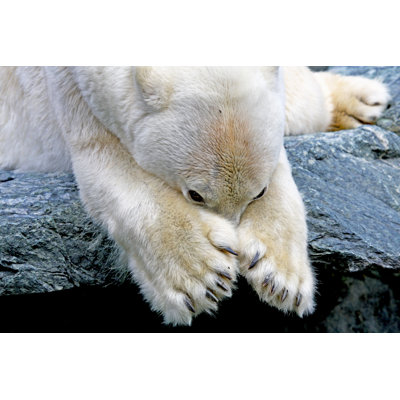 " Polar Bear " by Turau