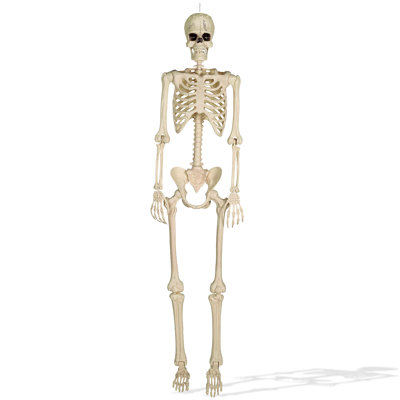 74" Franken Skeleton, Lifesize Halloween Posable Skeleton for Outside