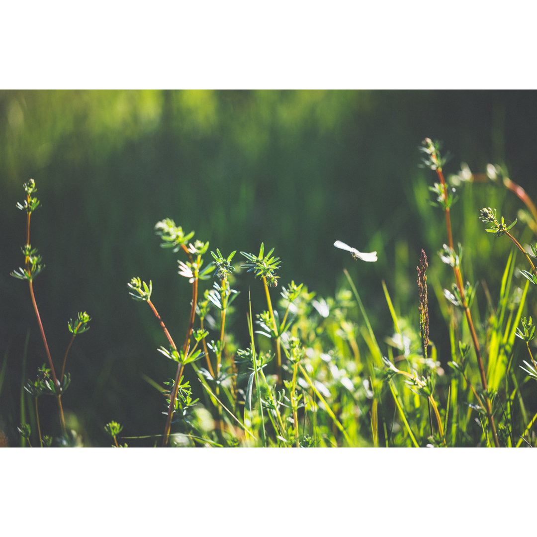 Spring Meadow von Rike_ - Ohne Rahmen auf Leinwand