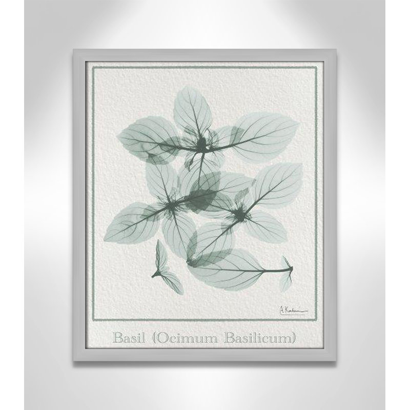 Basil Ocimum Basicicum by Albert Koetsier, 19" H x 16" W x 1.25" D, Matte Silver Framed Paper