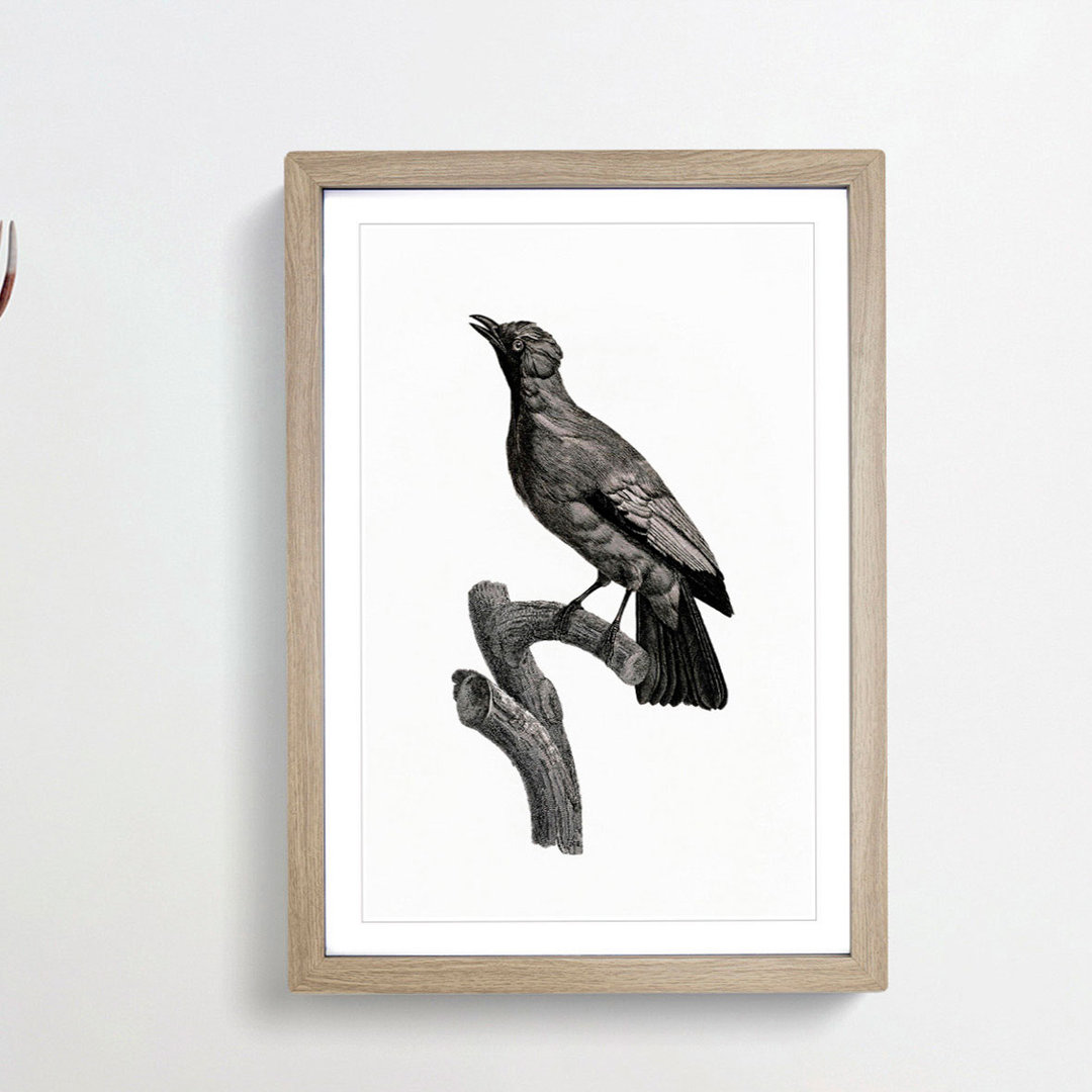 Paradise Crow by Jacques Barraband - Framed Print