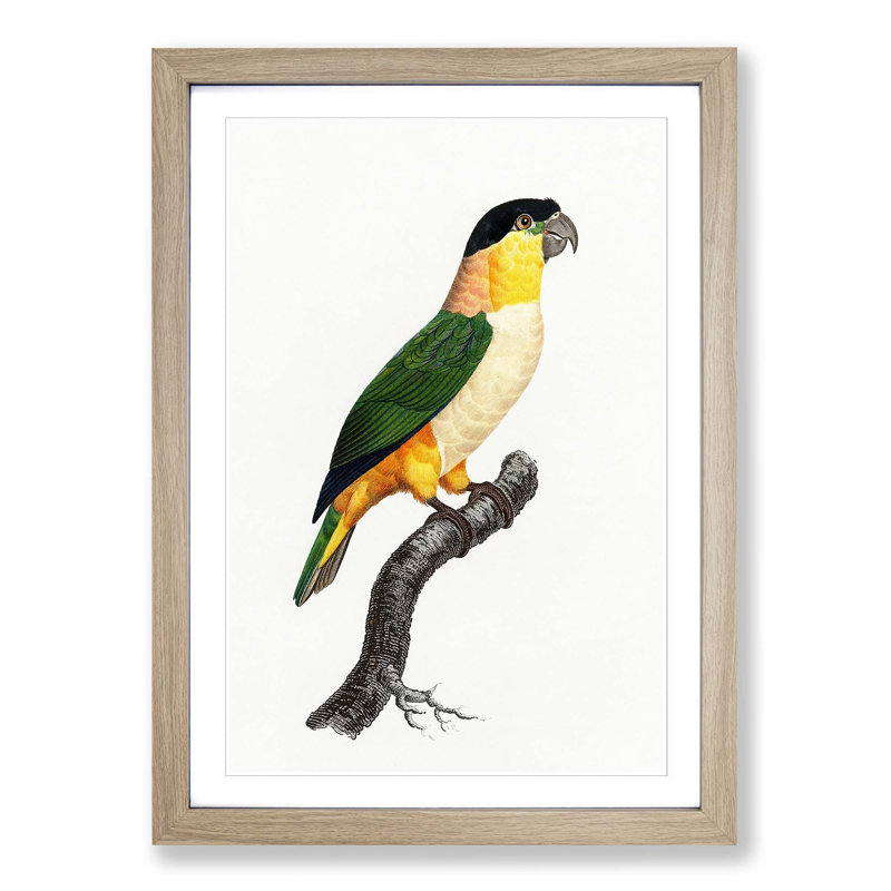 A Black-Headed Parrot by F. Levaillant - Single Picture Frame Painting, 33cm H x 24cm W x 2cm D, Oak Framed