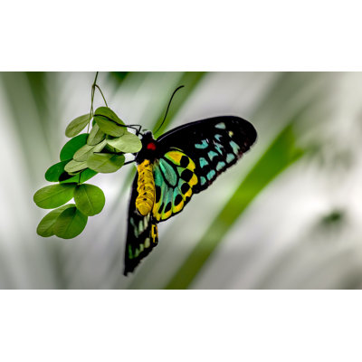 Papillon