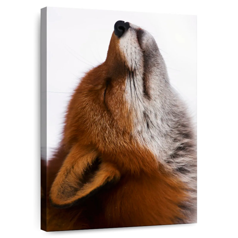 Brampt Red Fox Daydreaming, 48" H x 32" W