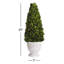 Boxwood Topiary in Ceramic Pot
