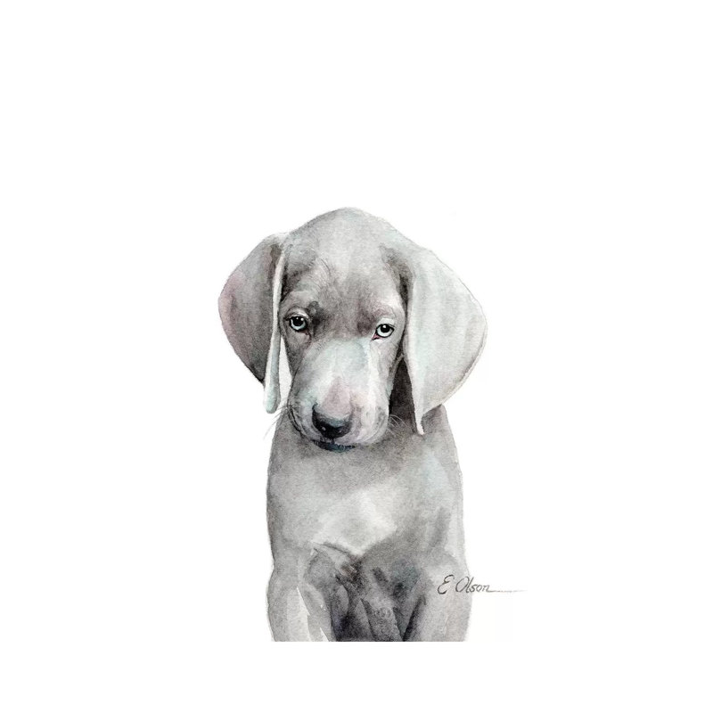 Weimaraner Puppy - Wrapped Canvas Painting, 30.48cm H x 20.32cm W