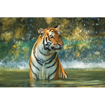 Tiger Playing - Wrapped Canvas Print
