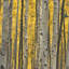 Aspen Trees III Print by Jamie Cook-26775085-26775091