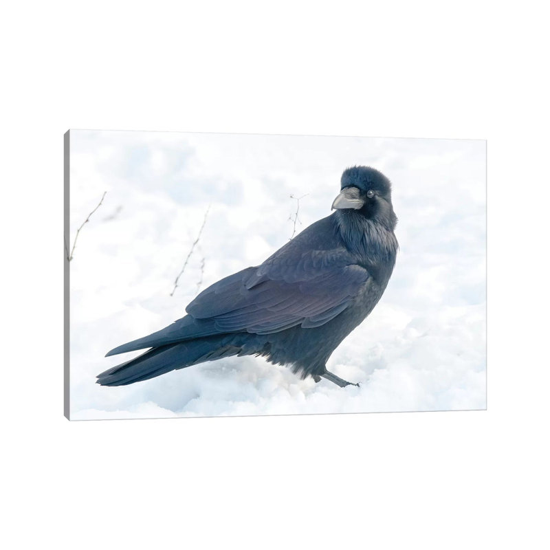 The Common Raven (Northern Raven) Is A Large All-Black Passerine Bird Found Across The Northern Hemisphere. by Richard Wright - Wrapped Canvas Gallery-Wrapped Canvas Giclée