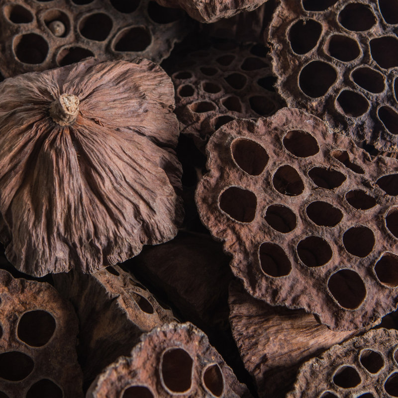 Vickerman Natural Botanicals 2.4"-3.2" Lotus Pod, Medium. Includes 75 pieces per Pack.