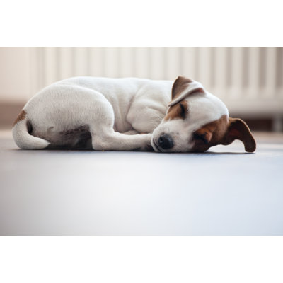 " Puppy Sleeping "