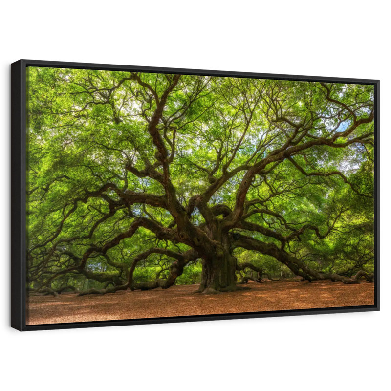 Chêne, Cadre flottant noir, 37 po x 25 po
