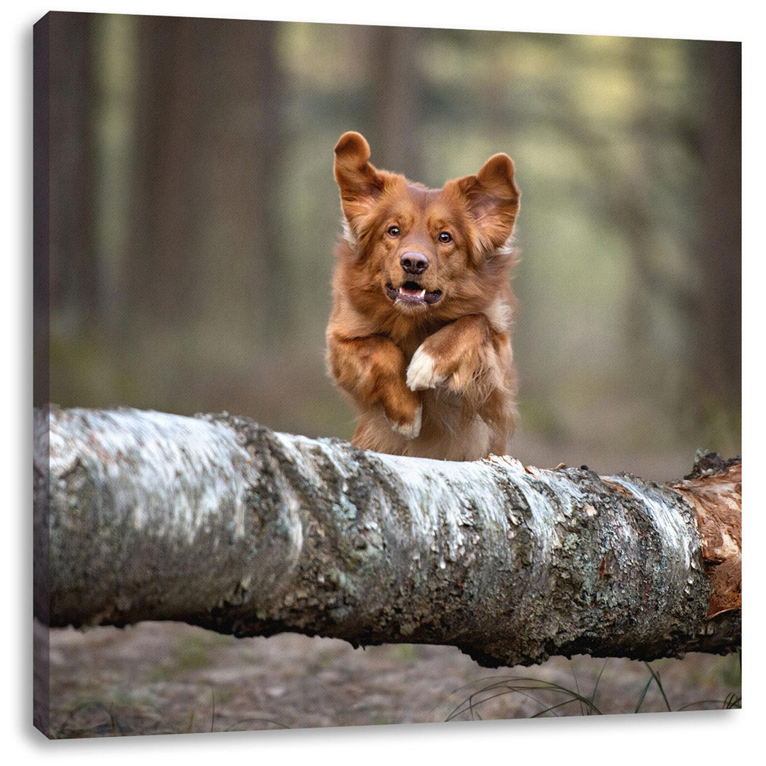 Leinwandbild Hund springt über Baumstamm im Wald