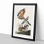 Marsh Hawks by John Audubon - Picture Frame Painting Print-55575699-55575698