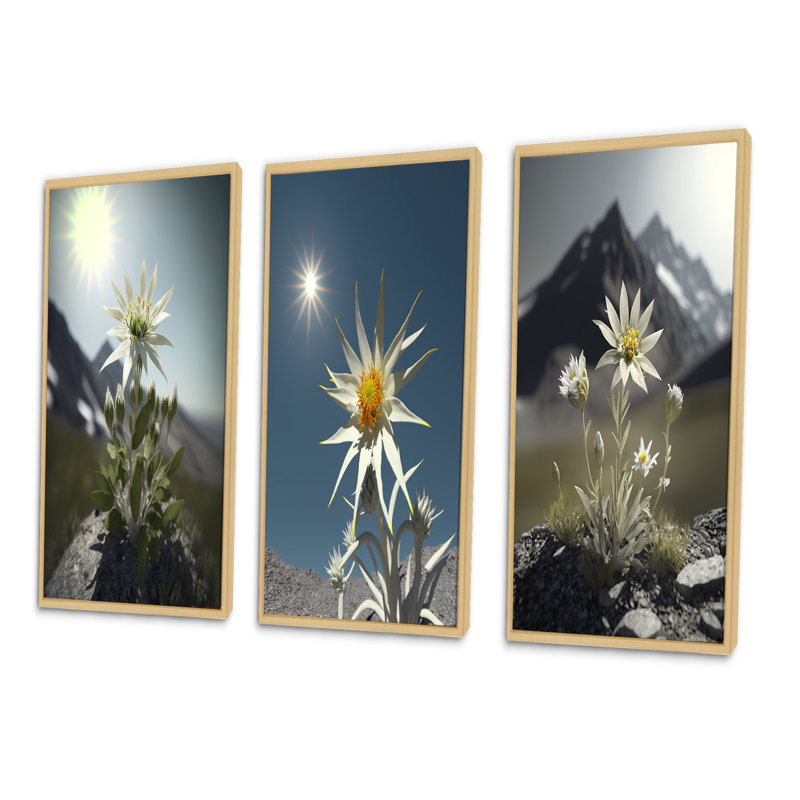 «Blossoming Edelweiss Flower Under Sun», 3 pièces, Cadre naturel flottant, H 28 po x l 36 po