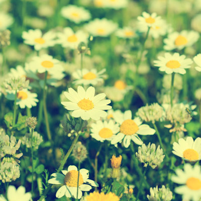 Wild Camomile Flowers - Wrapped Canvas Print