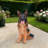 Lifelike German Shepherd Dog Statue