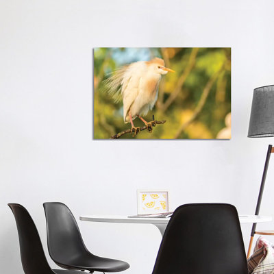 USA, Louisiana, Vermilion Parish. Cattle Egret Pair In Breeding Plumage. by Jaynes Gallery - Wrapped Canvas Print